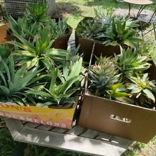 Load image into Gallery viewer, Pineapple Top